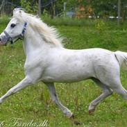 Welsh Pony (sec B) Speedy