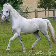 Welsh Pony (sec B) Speedy
