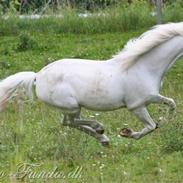 Welsh Pony (sec B) Speedy