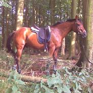 Anden særlig race speedy