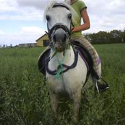 Welsh Mountain (sec A) Lady "solgt"