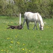 Welsh Mountain (sec A) Lady "solgt"