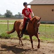 Anden særlig race Amanda (solgt)
