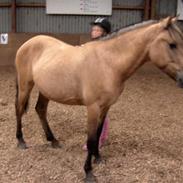 Anden særlig race Kilimanjaro