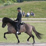 Islænder Sjóður frá Galtastöðum