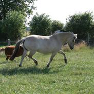 Fjordhest Romeo´s Dizet