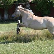 Fjordhest Romeo´s Dizet