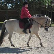 Fjordhest Romeo´s Dizet