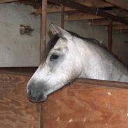 Welsh Pony (sec B) Bjerregårds My Dream