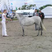 Welsh Pony (sec B) Bjerregårds My Dream