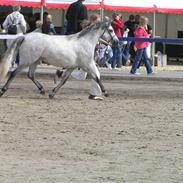 Welsh Pony (sec B) Bjerregårds My Dream