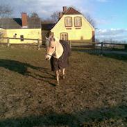 Fjordhest Max-Ry....Død:´(...R.I.P.