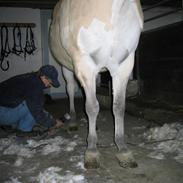 Fjordhest Max-Ry....Død:´(...R.I.P.