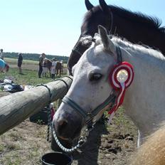 Welsh Mountain (sec A) Silvano 