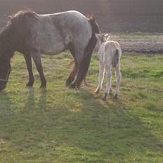 Islænder Grádis Fra Mellemholm