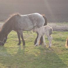Islænder Grádis Fra Mellemholm