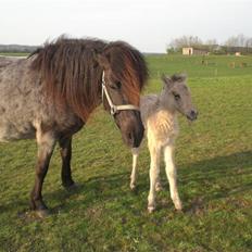 Islænder Grádis Fra Mellemholm