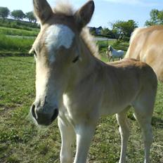 Haflinger Ofelia 