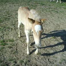 Haflinger Ofelia 
