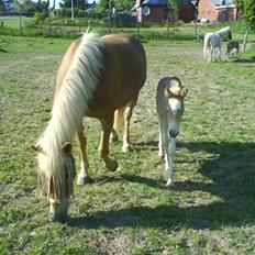 Haflinger Ofelia 
