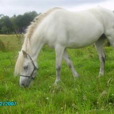 Welsh Mountain (sec A) Cirkeline