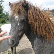 Shetlænder Lillegårdens La Mar Bella