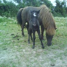 Shetlænder Lillegårdens La Mar Bella
