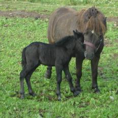 Shetlænder Lillegårdens La Mar Bella