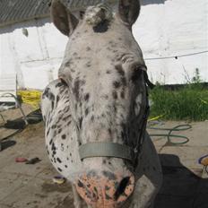 Appaloosa Jack -maria