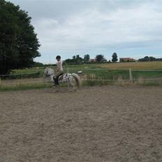Appaloosa Jack -maria