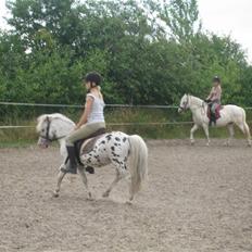 Appaloosa Jack -maria