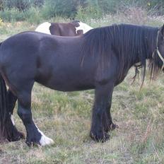 Irish Cob Jessie my Dream