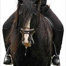 Irish Cob Jessie my Dream