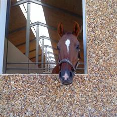 Dansk Varmblod Diamant King