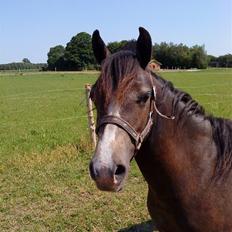 Anden særlig race Søballegårds Sweetest Jojo