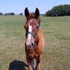 Oldenborg Søballegårds Castello 