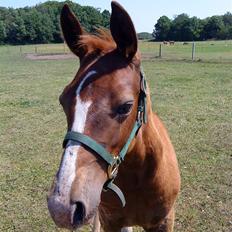 Oldenborg Søballegårds Castello 