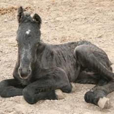 Frieser Ayla af Hestagergaard