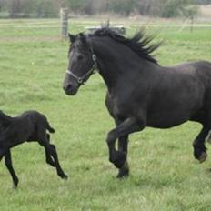 Frieser Ayla af Hestagergaard