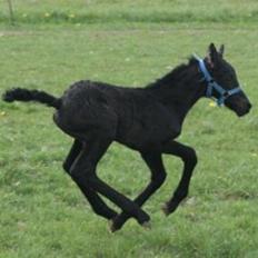 Frieser Ayla af Hestagergaard