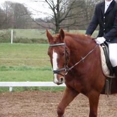 Anden særlig race Sheik *SOLGT*