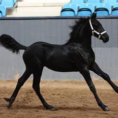 Frieser Alette PJ """ R.I.P."""" 