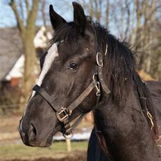 Anden særlig race Silke