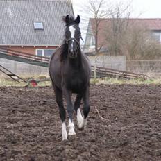Anden særlig race Silke