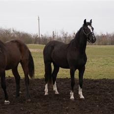 Anden særlig race Silke