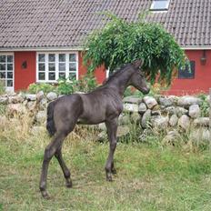 Dansk Varmblod Sunshine Hit 