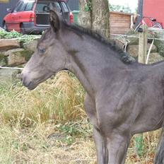 Dansk Varmblod Sunshine Hit 