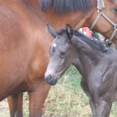 Dansk Varmblod Sunshine Hit 
