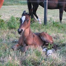 Dansk Varmblod Donagh - Solgt som føl