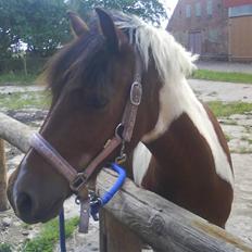 Anden særlig race Oliver